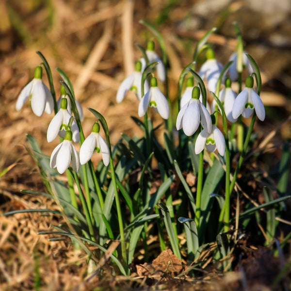 Sneeuwklokje in pot