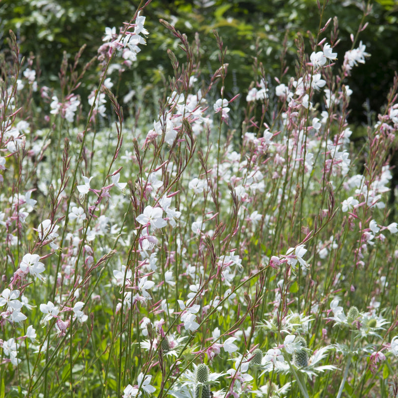 Biologisch gekweekte prachtkaars met witte bloemen, ook wel gaura genoemd. 