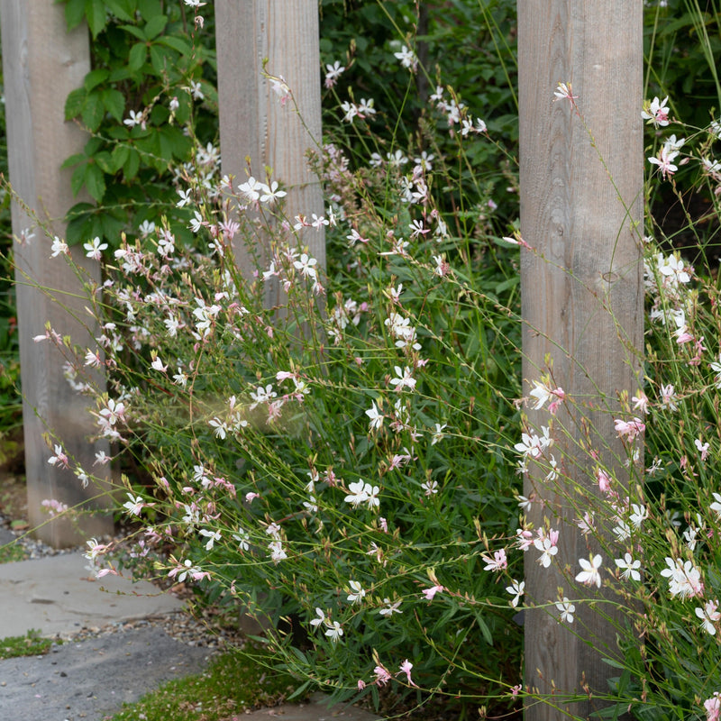 Biologsche gaura met witte bloemen