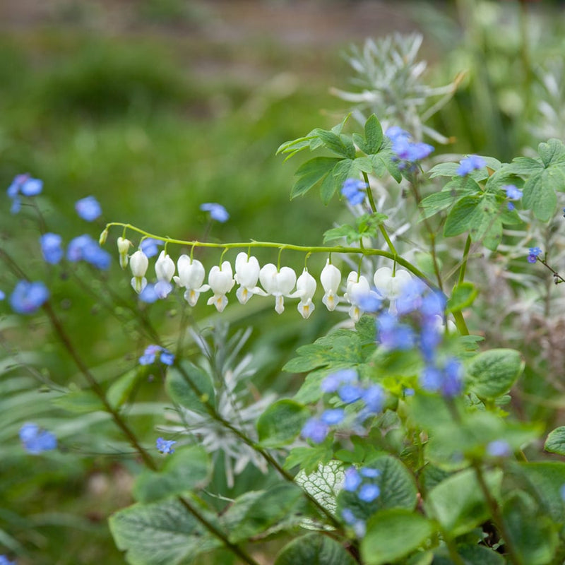 plant met witte hartvormige bloemen horizontaal aan een steel