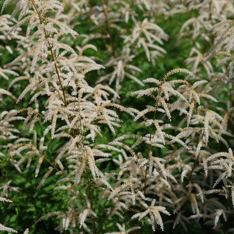 Biologische geitenbaard met witte aren in volle bloei. 