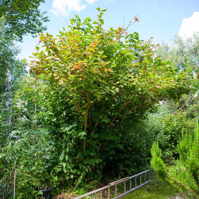 Gelderse Roos in de tuin