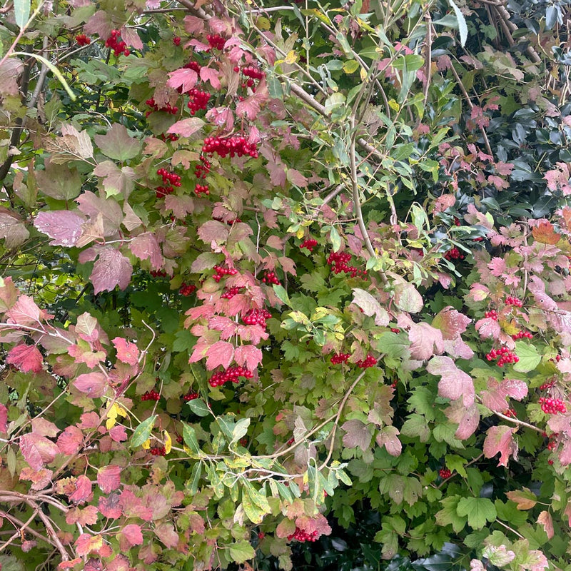 Gelderse roos in herfstkleur met besjes