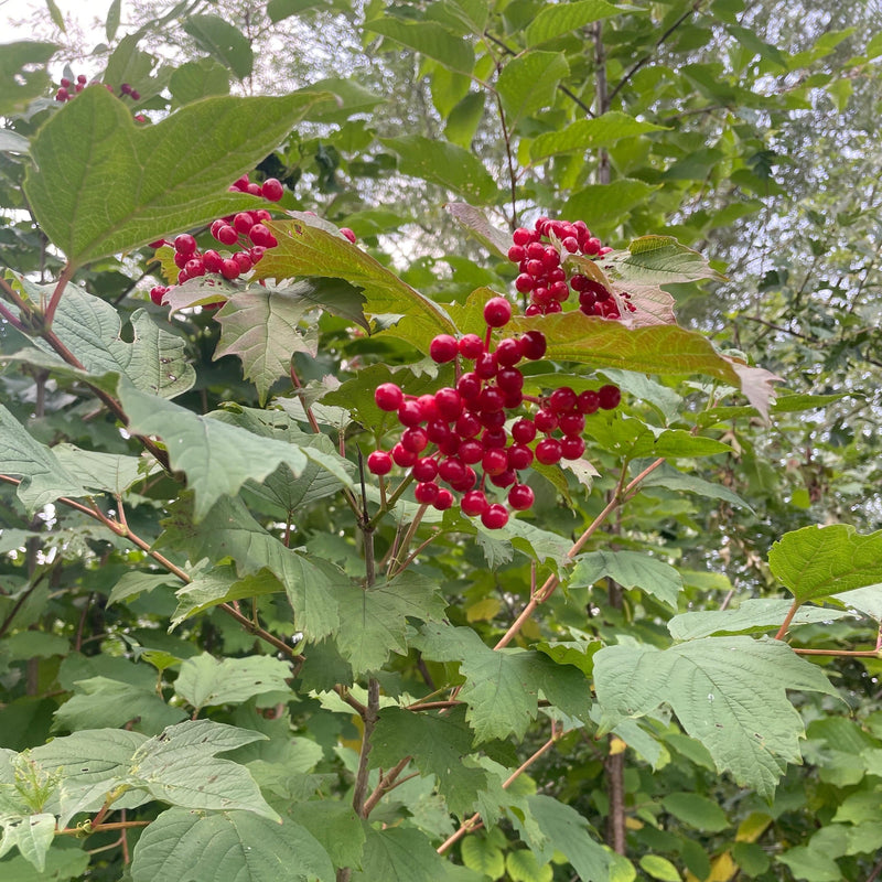 Bessen van de gelderse roos. 