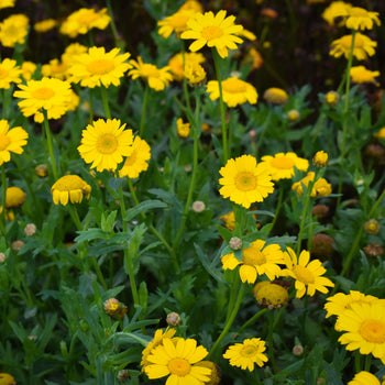 Gele Ganzenbloem - Zaden