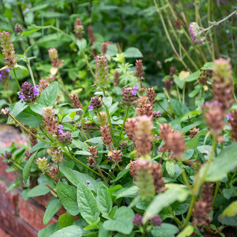 bijenkorfje gewone brunel prunella vulgaris in een border