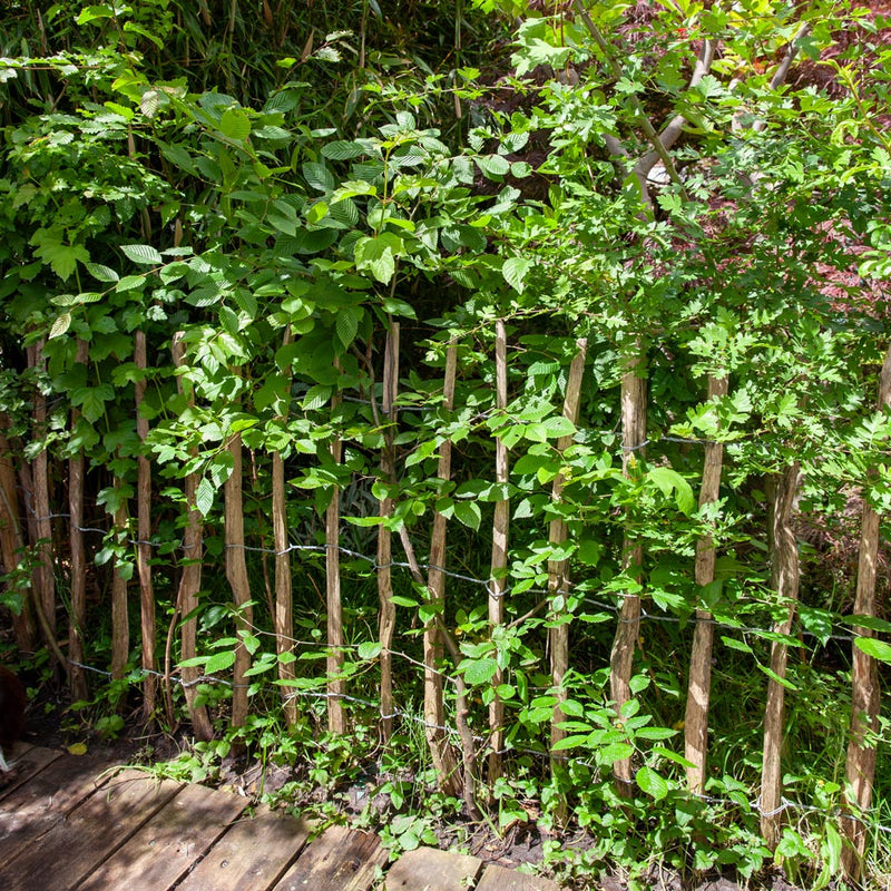 Gewone haagbeuk capinus betulus in de tuin