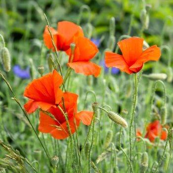 Gewone klaproos - Zaden