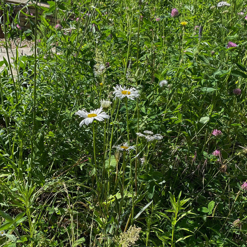 gewone margriet in voortuin