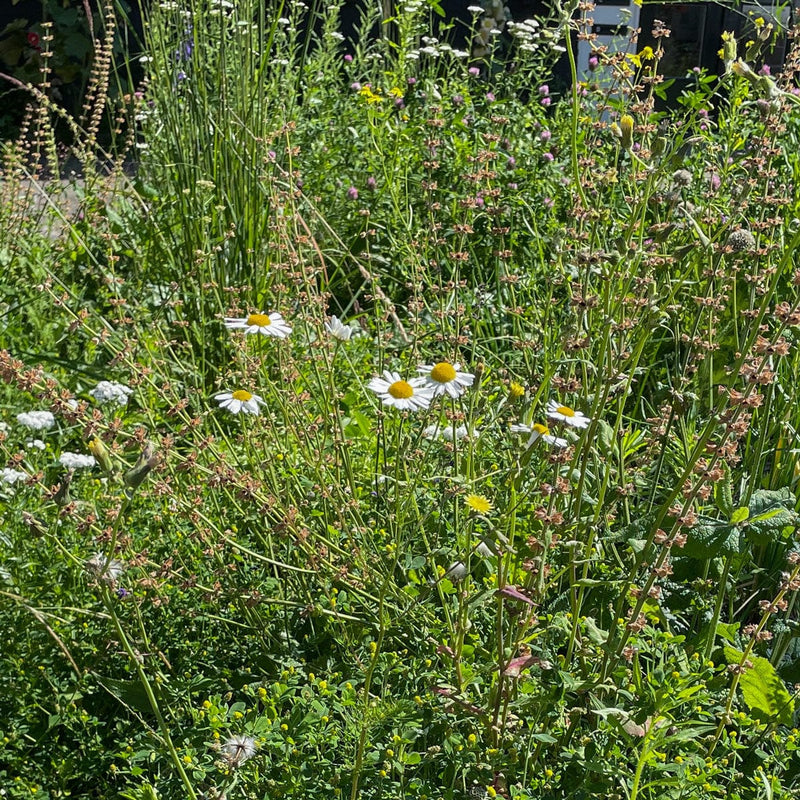 gewone margriet in een voortuin