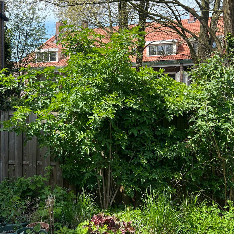 Gewone vlier sambucus nigra in de tuin