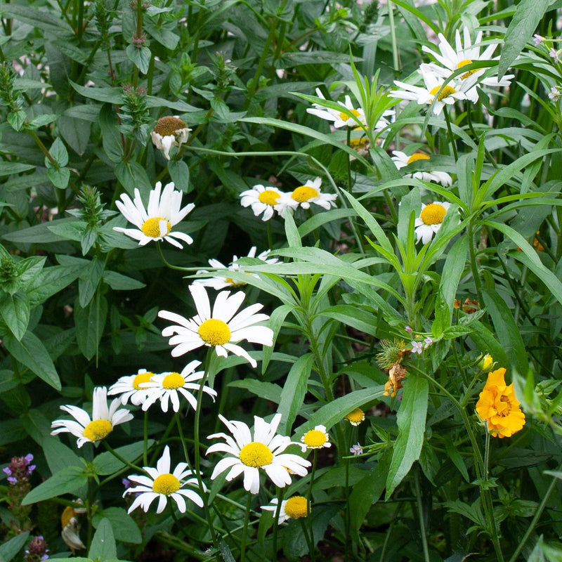 Inheemse gewone margriet in de tuin met andere biologische planten.
