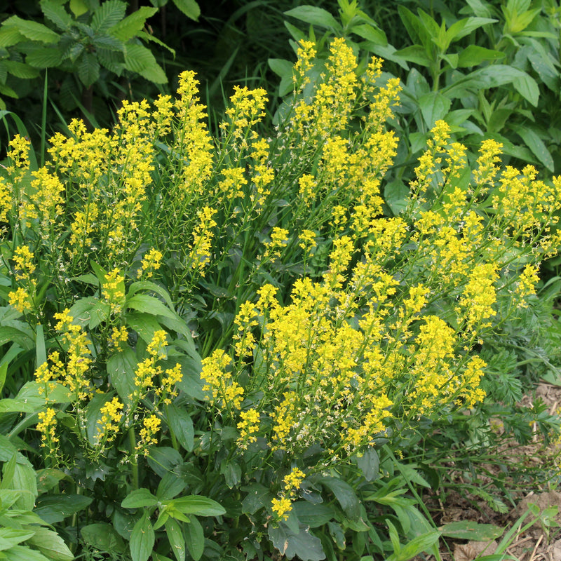 Biologische, inheemse, gele plant met bloemen. 