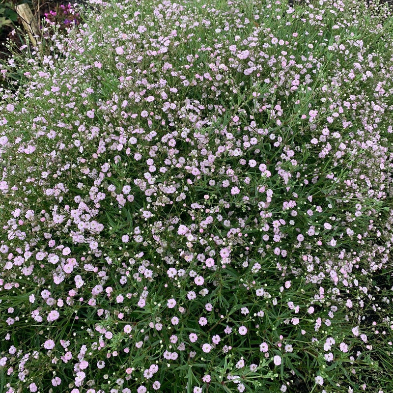 Biologisch gekweekt gipskruid met wit/roze bloemen in de tuin.