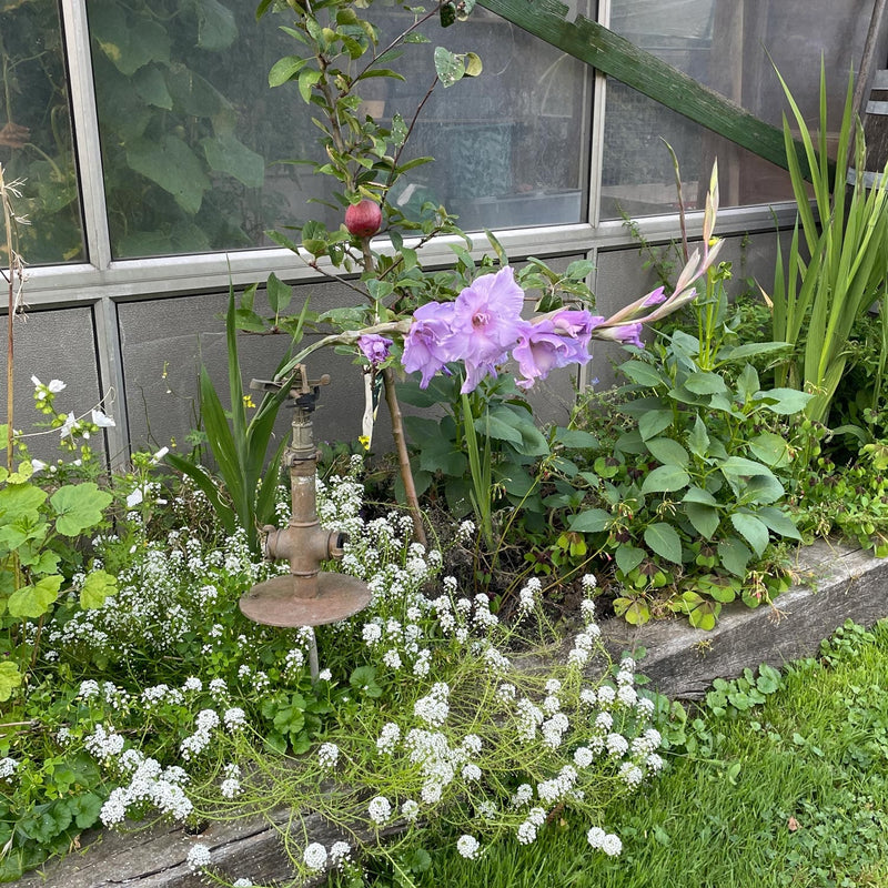 Gladiool paars in border tussen diverse planten