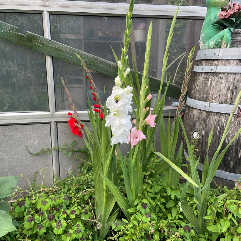 Gladiolenmix wit roze en rood