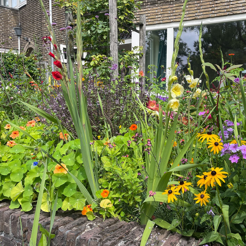 twee gladiolen met witte en rode bloemen in een voortuin