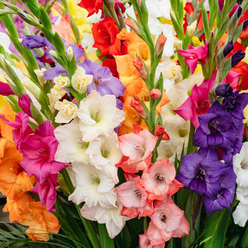 Gladiolenmix