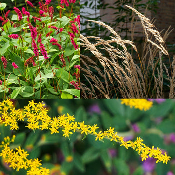 Gouden Glorie Zon-Halfzon