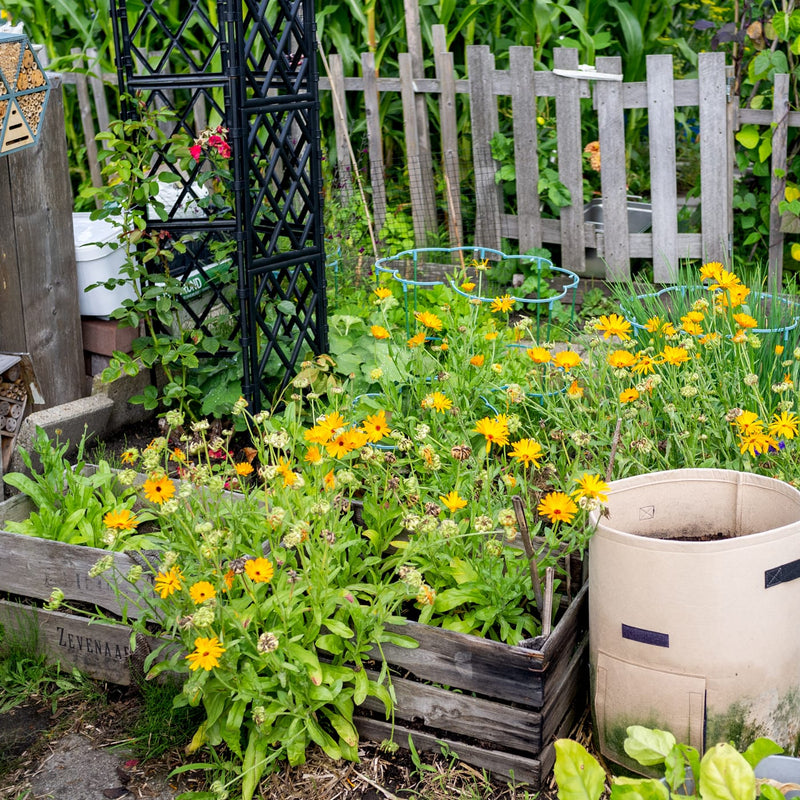goudsbloem calendula in een houten bak