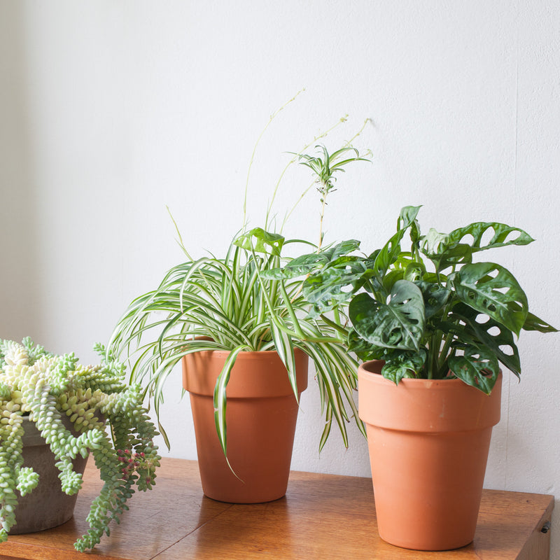 Graslelie bio in terra pot tussen diverse planten op kastje