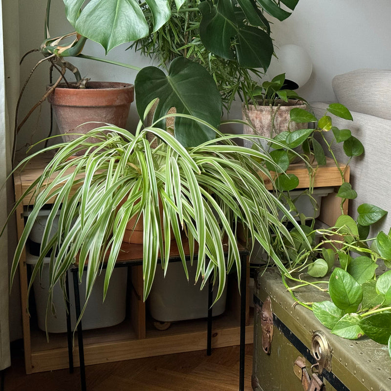 Graslelie op tafeltje tussen diverse planten in huiskamer