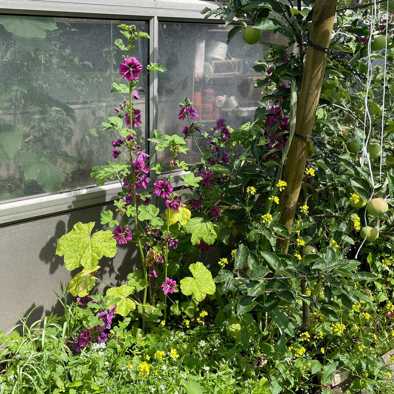 hoge plant met paars roze bloemen en groen blad in een border