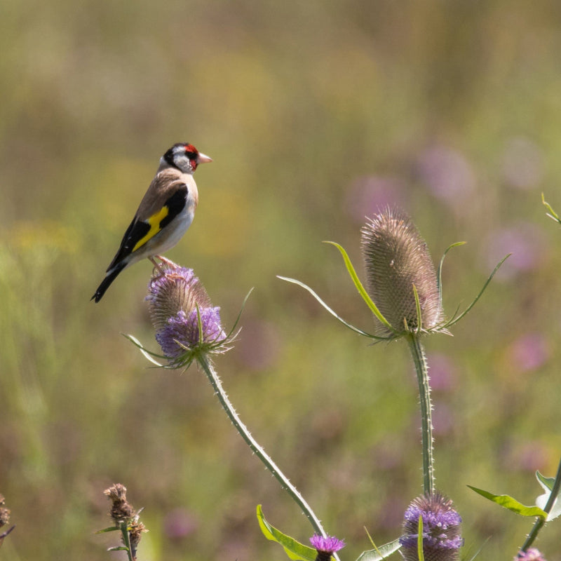 Inheemse grote kaardenbol met bloem en zaden voor de putter. 