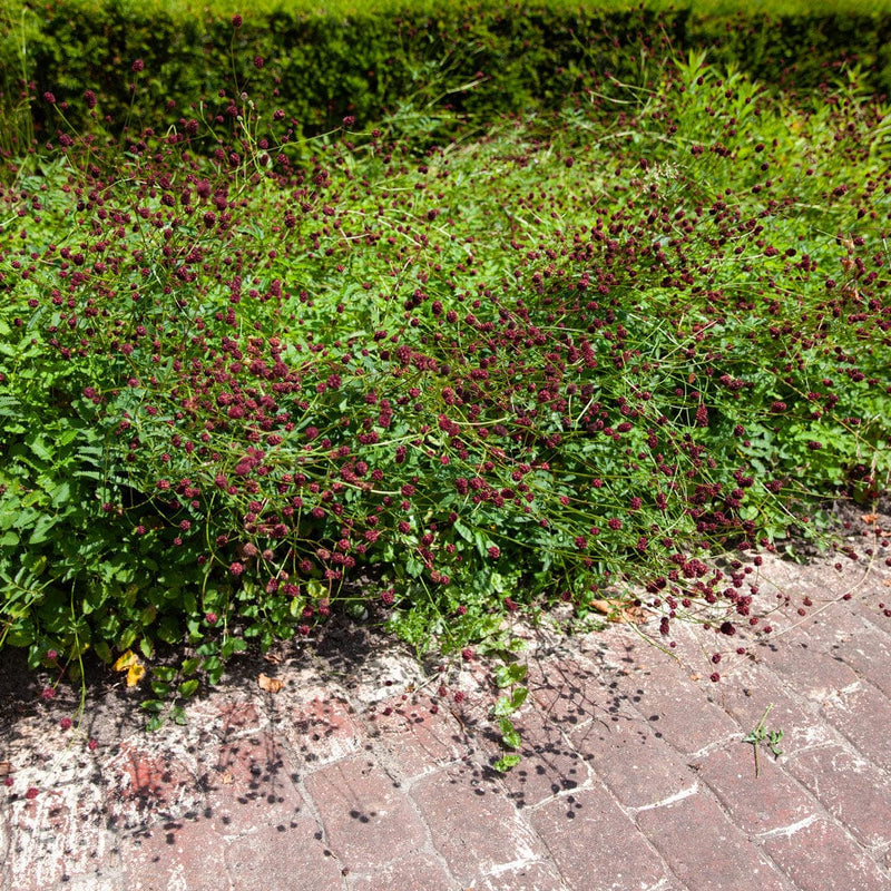 Grote pimpernel in border langs pad