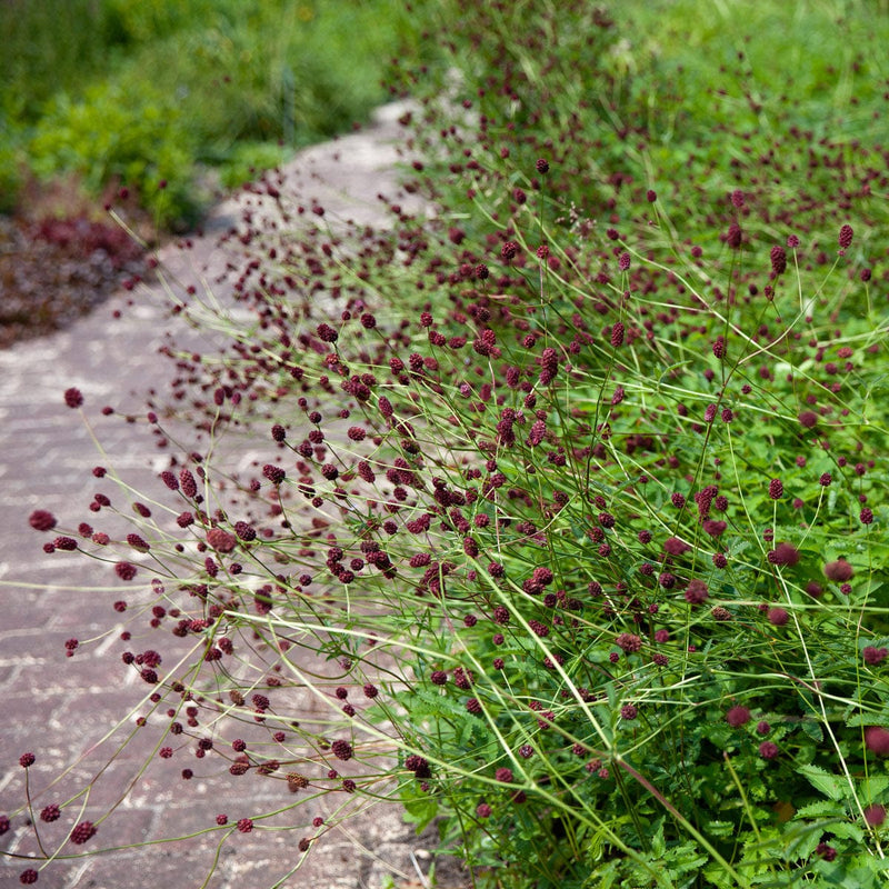 Grote pimpernel in border langs pad