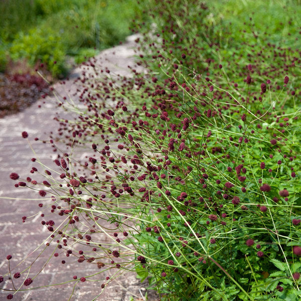Grote Pimpernel