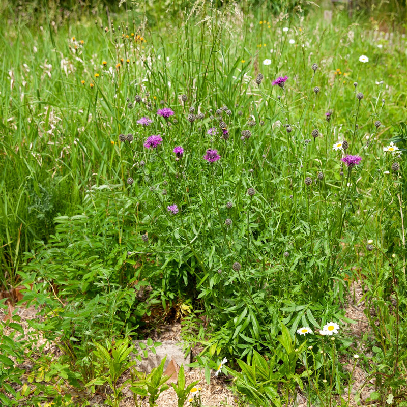 grote centaurie met paarse bloemen in een tuin