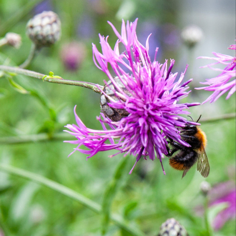 Hommel op bloeiende paarse centaurie. 