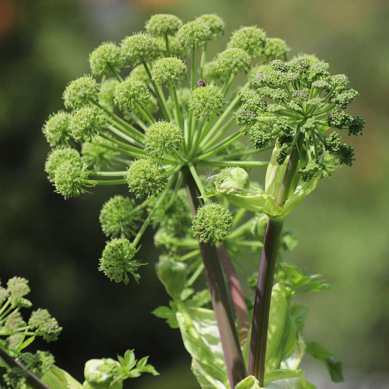 Grote engelwortel met groene knoppen die hierna gaat bloeien met witte schermen. 