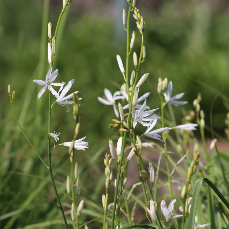 Grote graslelie ook wel bekend als anthericum gekweekt zonder gif. 