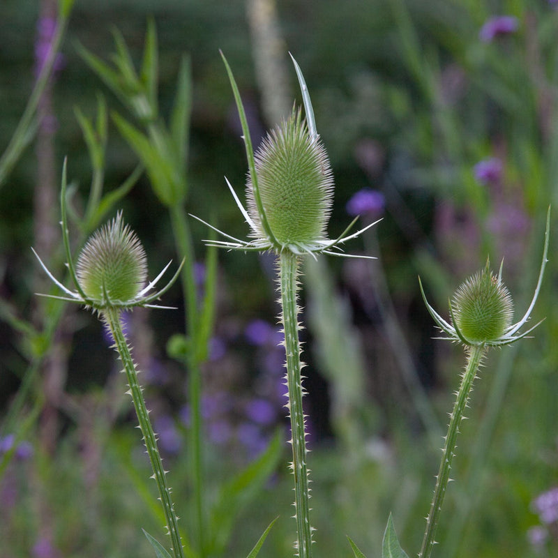 biologische grote kaardebol, zaaddozen van plant