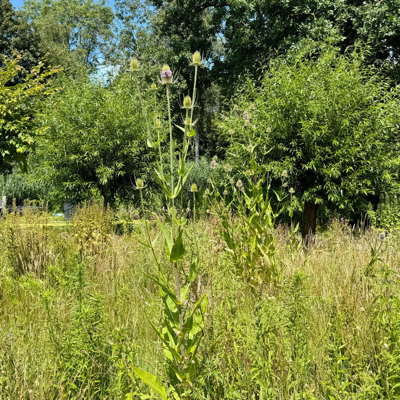 Biologische grote kaardenbol in tuin