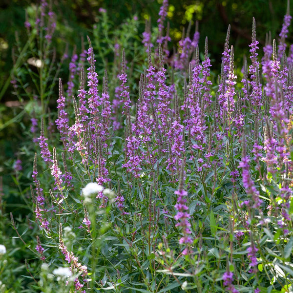 Grote kattenstaart, paarse bloemenpluimen in de toppen van groene stengels met bladeren