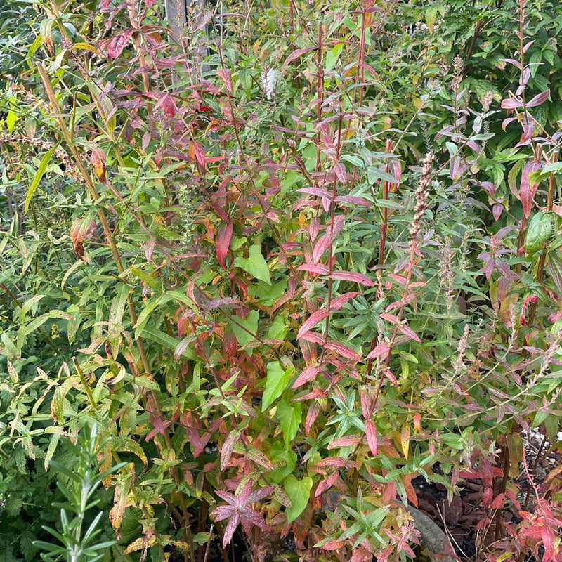 Grote Kattenstaart na bloei in herfst