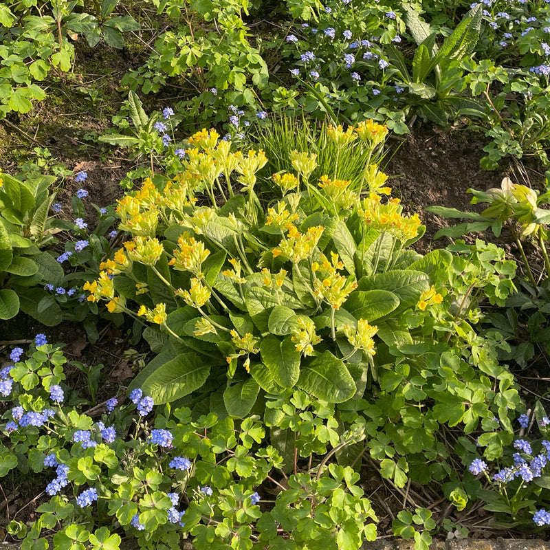 Gulden sleutelbloem van bovenaf in border