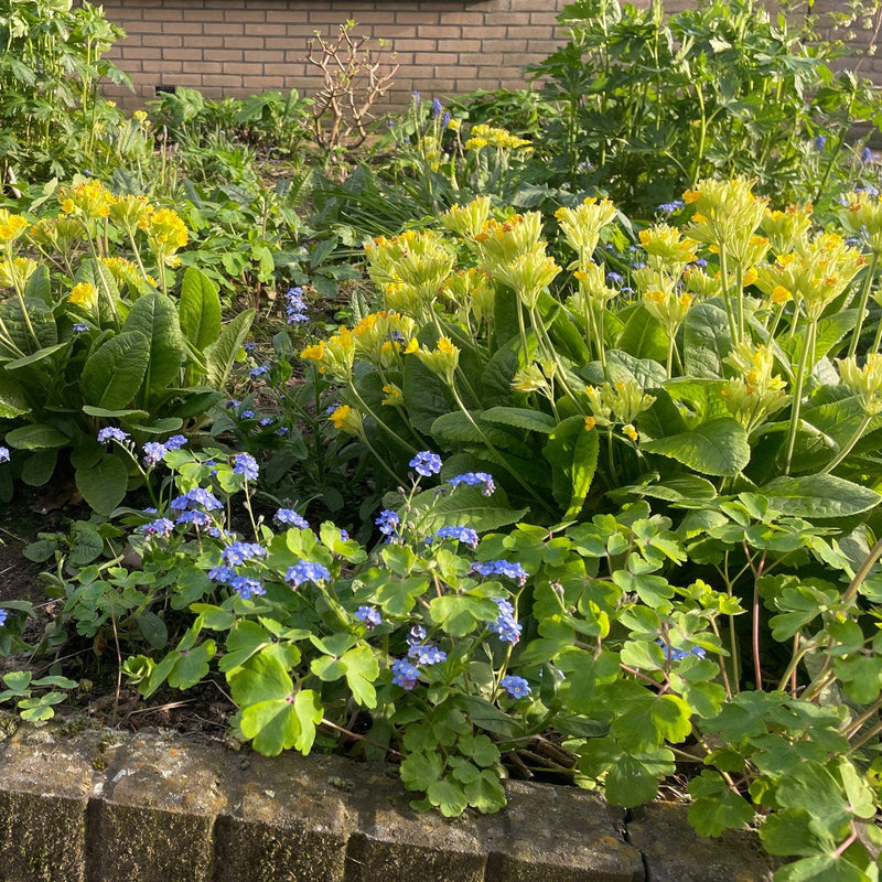 Gulden sleutel bloem on border 