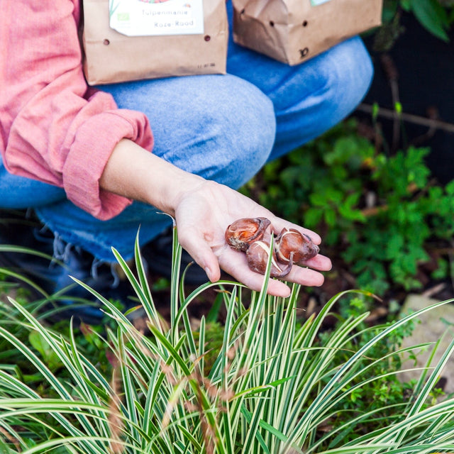 Sprinklr team in bollenveld Huiberts