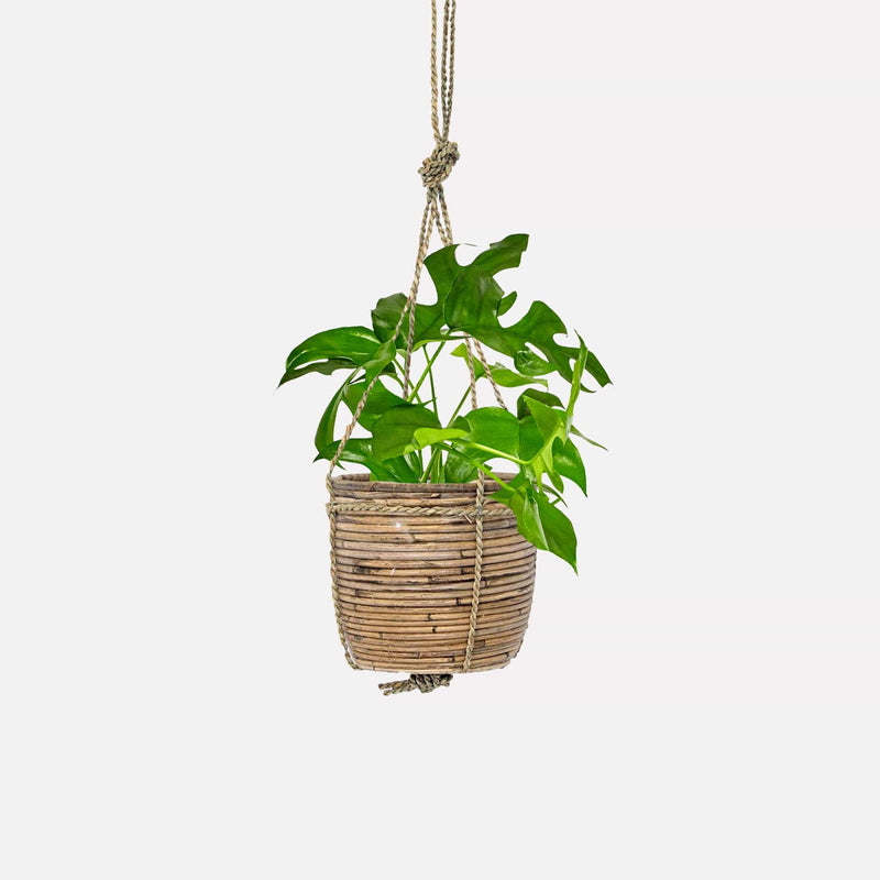 Hangmand rotan 15 met Monstera minima