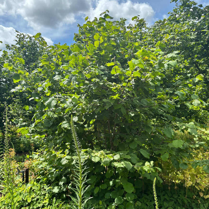 Duurzaam geteelde, inheemse hazelaar met groen blad. 