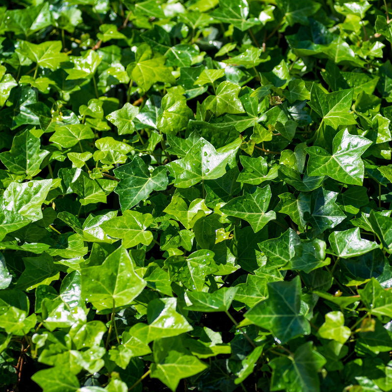 biologische klimmende, wintergroene kllimop.