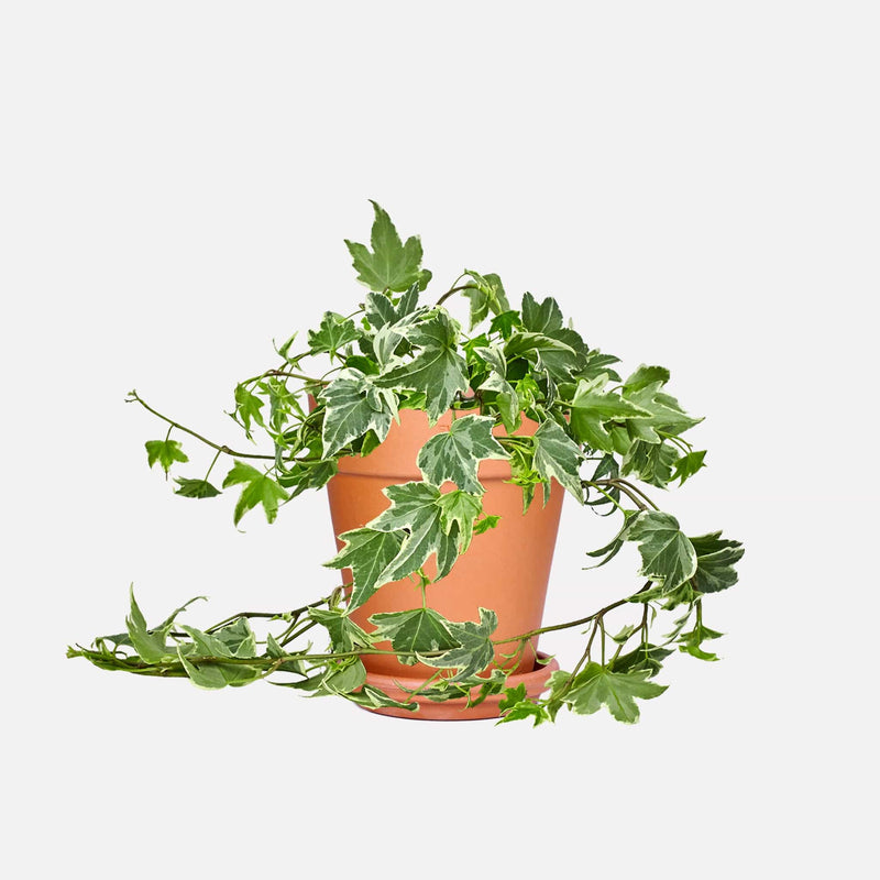 Hedera White Ripple (Klimop)