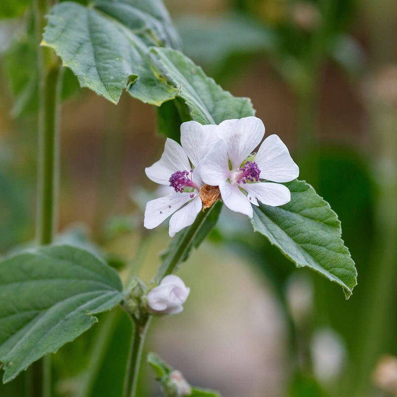 Eetbare inheemse plant met zilvergrijs blad en witte bloem. 