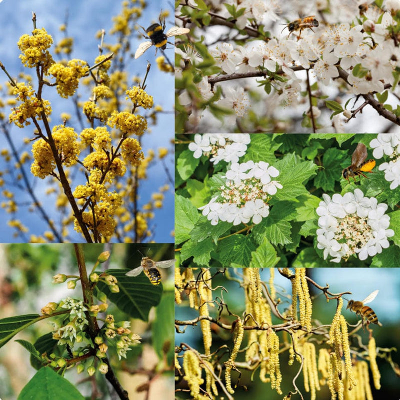 Heestermix Bijenparadijs