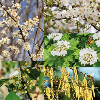 Heestermix Bijenparadijs