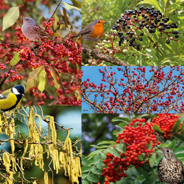 Heestermix Vogelparadijs